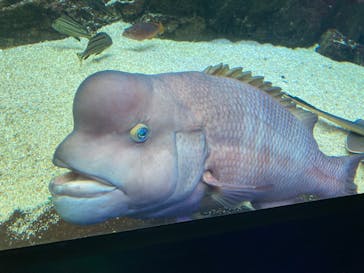 四国水族館に投稿された画像（2024/7/25）