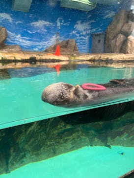 マリンワールド海の中道に投稿された画像（2024/7/25）