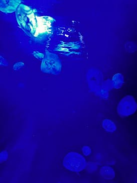 サンシャイン水族館に投稿された画像（2024/7/25）