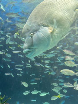 サンシャイン水族館に投稿された画像（2024/7/25）