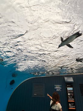 サンシャイン水族館に投稿された画像（2024/7/25）