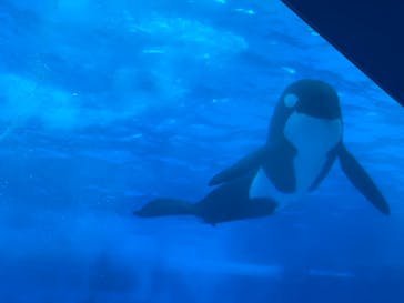 名古屋港水族館に投稿された画像（2024/7/25）