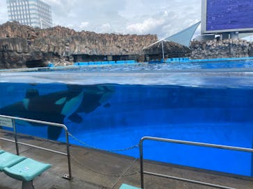 名古屋港水族館に投稿された画像（2024/7/25）
