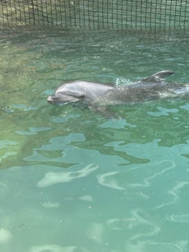 伊豆・三津シーパラダイスに投稿された画像（2024/7/25）