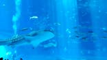 沖縄美ら海水族館に投稿された画像（2024/7/25）