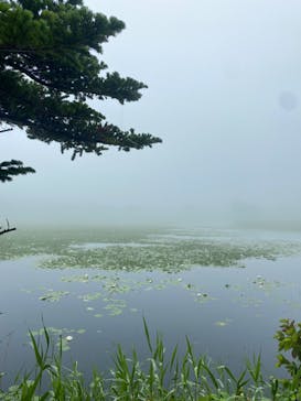 知床ネイチャーオフィスに投稿された画像（2024/7/25）