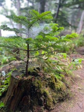 知床ネイチャーオフィスに投稿された画像（2024/7/25）