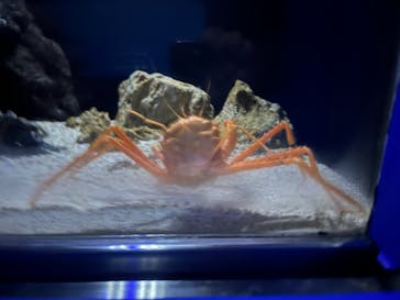 沖縄美ら海水族館に投稿された画像（2024/7/25）