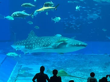 沖縄美ら海水族館に投稿された画像（2024/7/25）