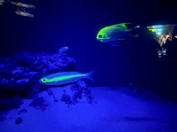 沖縄美ら海水族館に投稿された画像（2024/7/25）