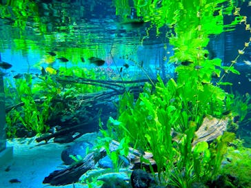 カワスイ 川崎⽔族館に投稿された画像（2024/7/25）