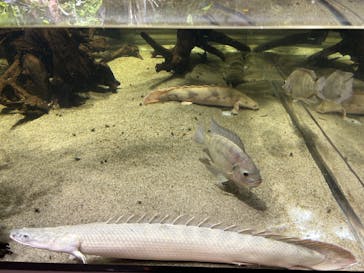 カワスイ 川崎⽔族館に投稿された画像（2024/7/25）