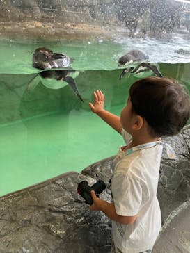 しながわ水族館に投稿された画像（2024/7/25）