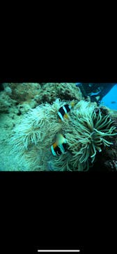 武藤潜水に投稿された画像（2024/7/26）