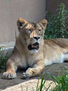 日立市かみね動物園に投稿された画像（2024/7/26）