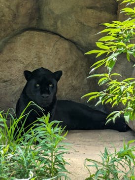 日立市かみね動物園に投稿された画像（2024/7/26）