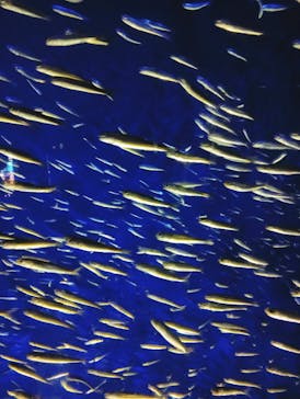 大分マリーンパレス水族館 「うみたまご」に投稿された画像（2024/7/26）