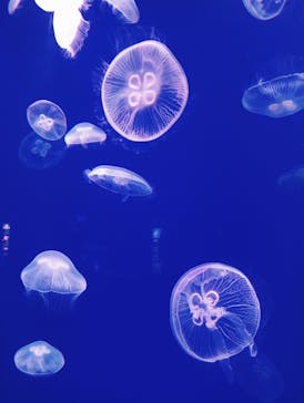 大分マリーンパレス水族館 「うみたまご」に投稿された画像（2024/7/26）