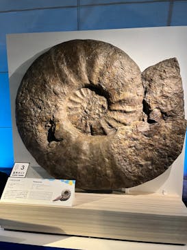 巨大恐竜展2024に投稿された画像（2024/7/26）