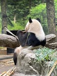 恩賜上野動物園に投稿された画像（2024/7/26）