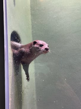 マクセル アクアパーク品川に投稿された画像（2024/7/26）