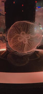 マクセル アクアパーク品川に投稿された画像（2024/7/26）