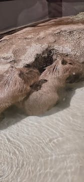 マクセル アクアパーク品川に投稿された画像（2024/7/26）