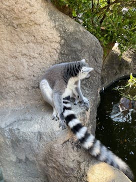 神戸どうぶつ王国に投稿された画像（2024/7/26）