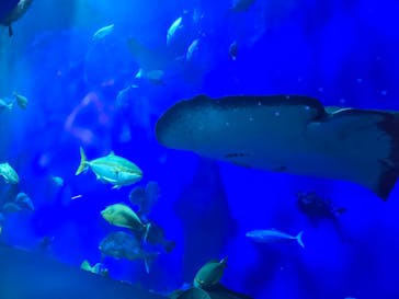 大分マリーンパレス水族館 「うみたまご」に投稿された画像（2024/7/26）