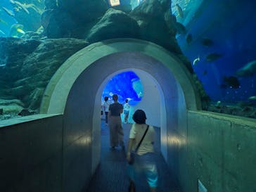 大分マリーンパレス水族館 「うみたまご」に投稿された画像（2024/7/26）