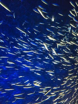 大分マリーンパレス水族館 「うみたまご」に投稿された画像（2024/7/26）