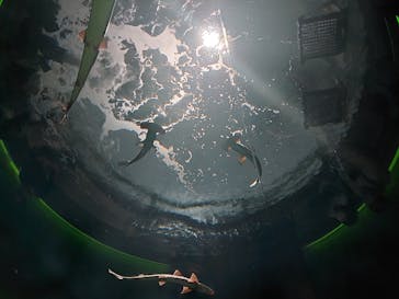 四国水族館に投稿された画像（2024/7/26）