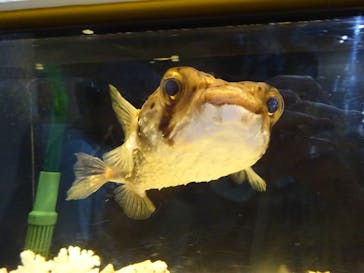 しながわ水族館に投稿された画像（2024/7/26）