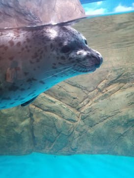 しながわ水族館に投稿された画像（2024/7/26）