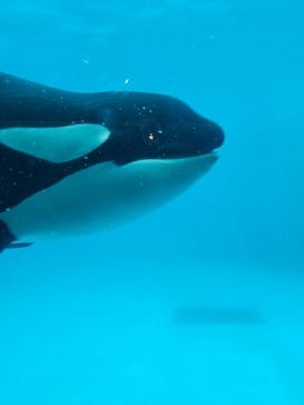 鴨川シーワールドに投稿された画像（2024/7/26）