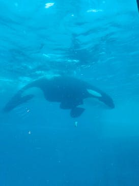 鴨川シーワールドに投稿された画像（2024/7/26）