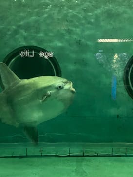 鴨川シーワールドに投稿された画像（2024/7/26）