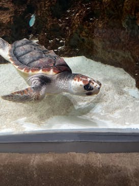 鴨川シーワールドに投稿された画像（2024/7/26）