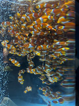 鴨川シーワールドに投稿された画像（2024/7/26）