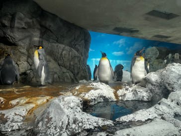 鴨川シーワールドに投稿された画像（2024/7/26）