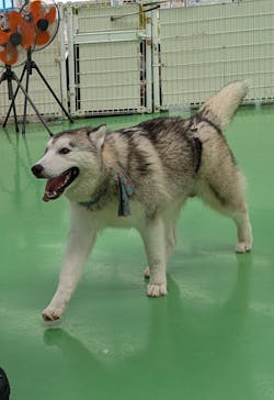 つくばわんわんランドに投稿された画像（2024/7/26）