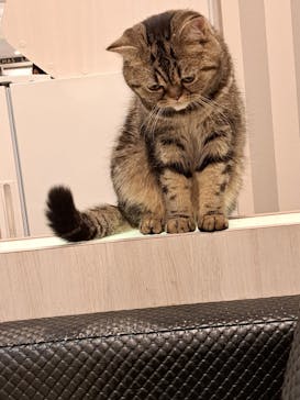 猫カフェモカ　アルシェ大宮店に投稿された画像（2024/7/8）