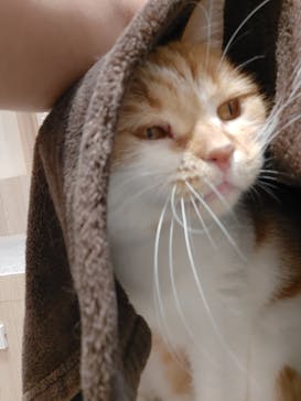 猫カフェモカ　イオンモール幕張新都心店に投稿された画像（2024/7/26）