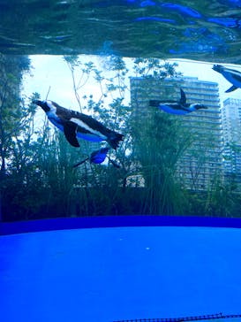 サンシャイン水族館に投稿された画像（2024/7/26）