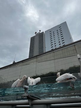 サンシャイン水族館に投稿された画像（2024/7/26）