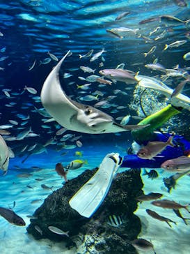 サンシャイン水族館に投稿された画像（2024/7/26）