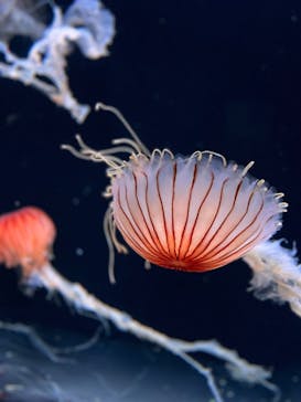 サンシャイン水族館に投稿された画像（2024/7/26）
