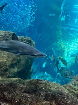 新江ノ島水族館に投稿された画像（2024/7/26）