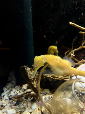 新江ノ島水族館に投稿された画像（2024/7/26）