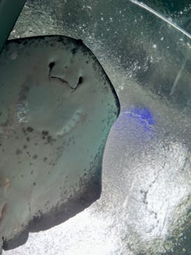 新江ノ島水族館に投稿された画像（2024/7/26）